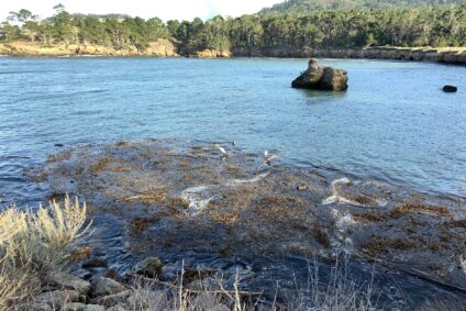 Cove with water and kelp, trees in background