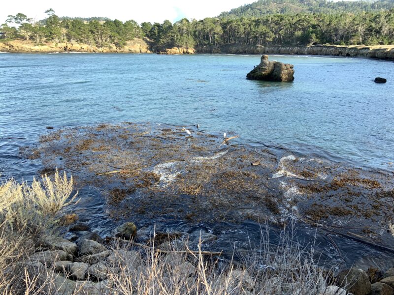 Cove with water and kelp, trees in background