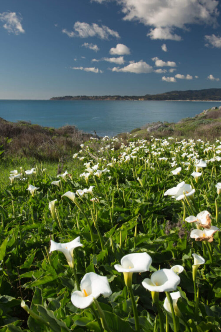 Calla Lily path to the sea At Steep Ravine, Mt.Tamalpais State Park