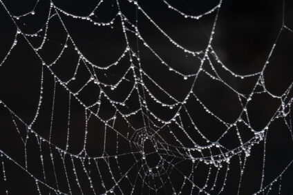 Spiderweb with black background