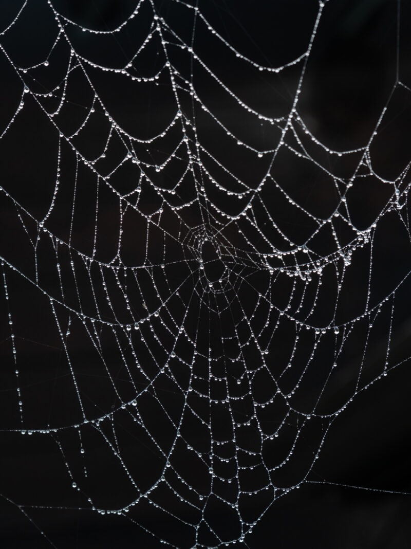 Spiderweb with black background