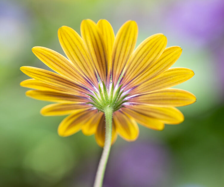 Yellow flower from the underneath with green fuzzy background