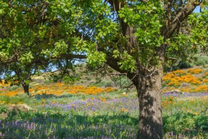 Photo by Kathy Barnhart. She writes, “Chinese Houses, California Poppies, Lupines, Tidy Tips amidst the oak trees make such a wonderful palette. This area in Shell Ridge Open Space Preserve [CA] is tended by a large group of volunteers, encouraging native flowers and plants and weeding out invasives. What a gift they have given to all!”
