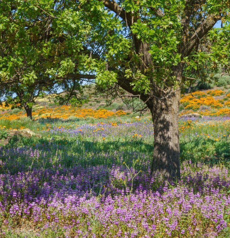 Photo by Kathy Barnhart. She writes, “Chinese Houses, California Poppies, Lupines, Tidy Tips amidst the oak trees make such a wonderful palette. This area in Shell Ridge Open Space Preserve [CA] is tended by a large group of volunteers, encouraging native flowers and plants and weeding out invasives. What a gift they have given to all!”