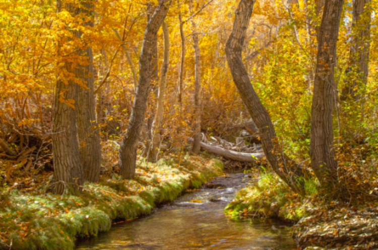 Fall trees