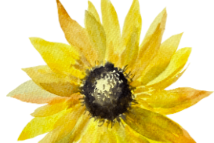 Yellow flower with white background