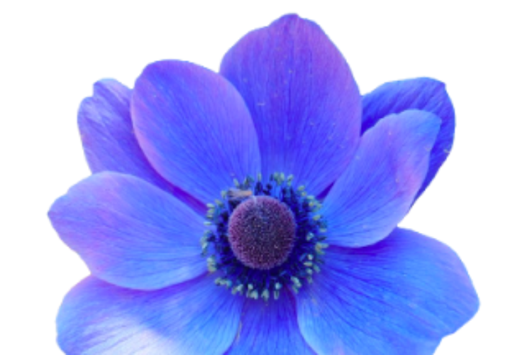 Blue flower white background