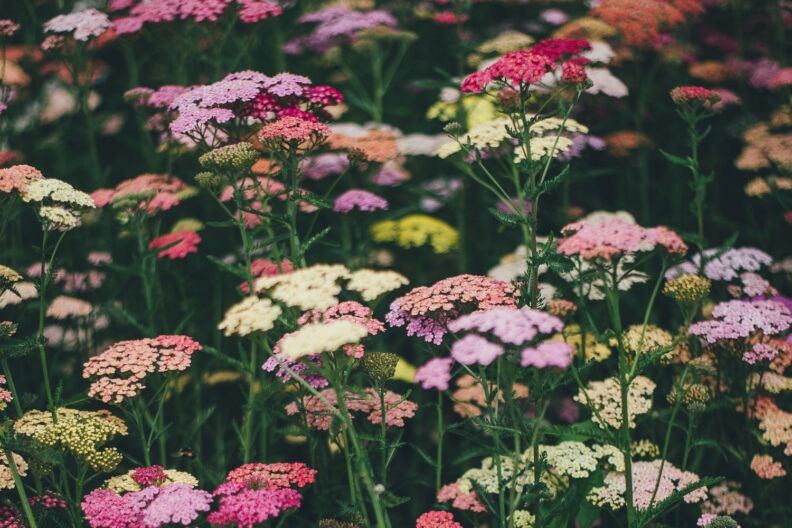 Yarrow Wildflowers