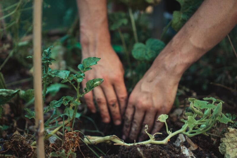 Hands digging in dirt with plants and roots visible