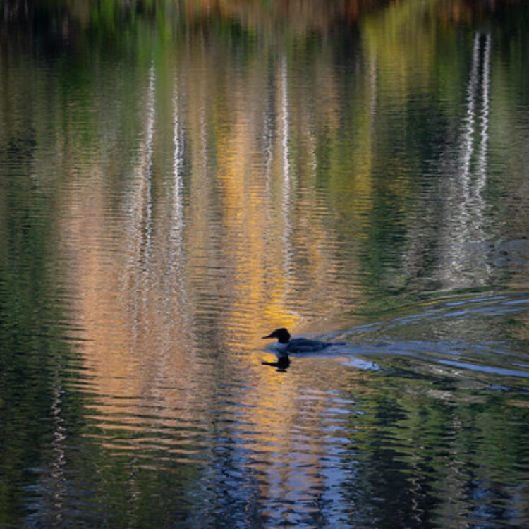 Duck swimming across a reflective pond, only the water in the shot, no bank or trees