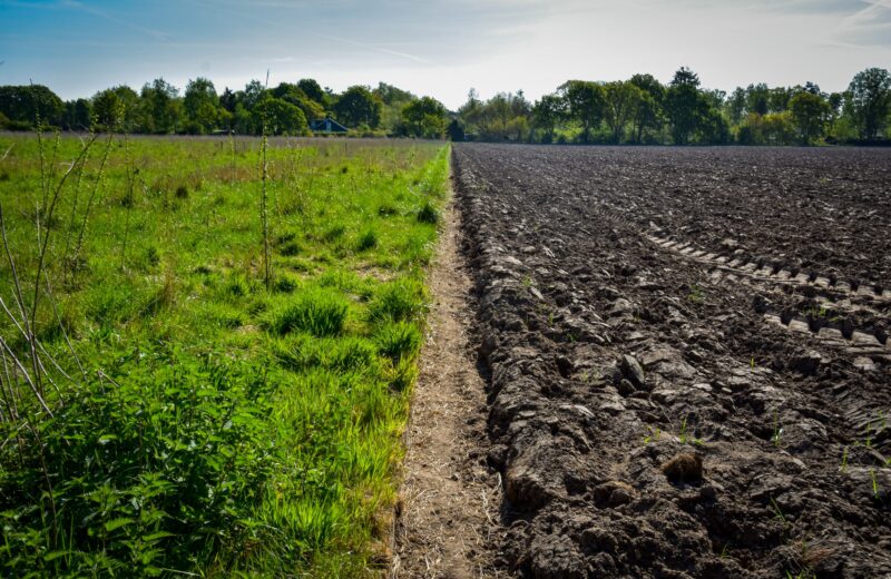 Green grass on the left with a strip of dirt in the center and then black charred ground on the right