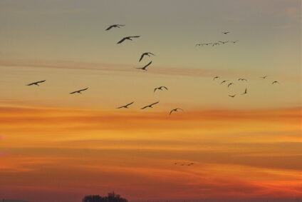 orange sunset with profile of a flock of birds flying above