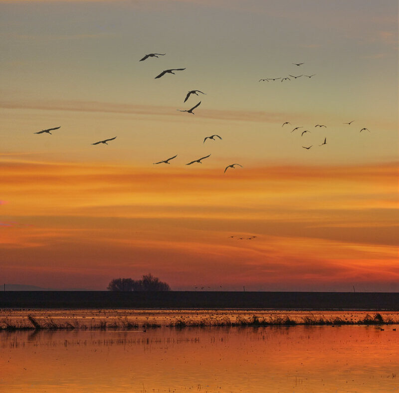 orange sunset with profile of a flock of birds flying above