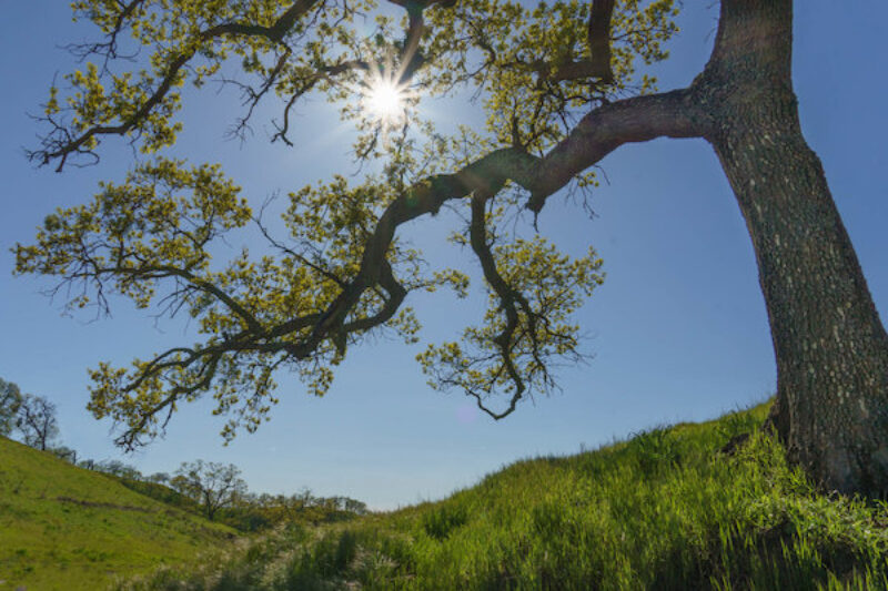 Big tree in front of blue sky and green grass